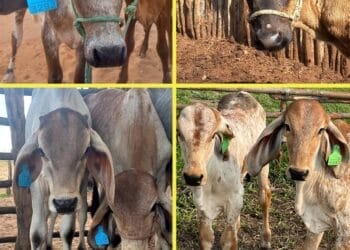 +PECUÁRIA BRASIL: a cada nova brincagem, a marca do sucesso do maior programa genético do país