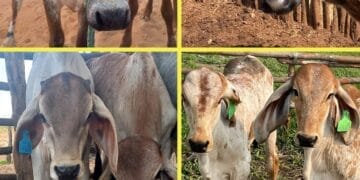 +PECUÁRIA BRASIL: a cada nova brincagem, a marca do sucesso do maior programa genético do país