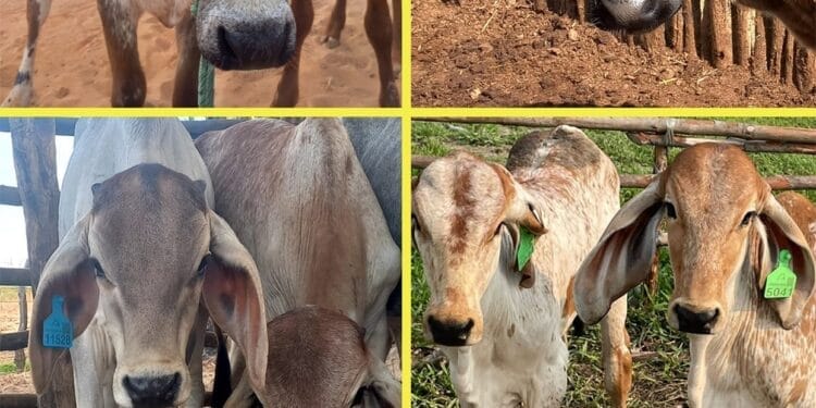 +PECUÁRIA BRASIL: a cada nova brincagem, a marca do sucesso do maior programa genético do país