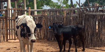 +PECUÁRIA BRASIL: bezerrômetro com 132 mil nascimentos é presente à pecuária familiar