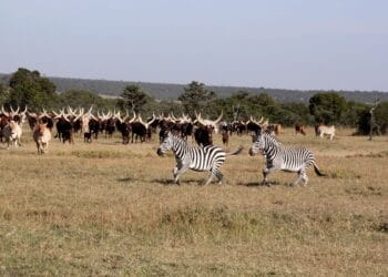 CONAFER GLOBAL: entidade visita África e organiza expansão do +Pecuária no Quênia