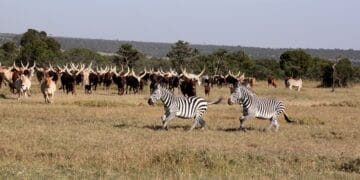 CONAFER GLOBAL: entidade visita África e organiza expansão do +Pecuária no Quênia