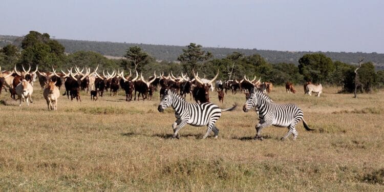 CONAFER GLOBAL: entidade visita África e organiza expansão do +Pecuária no Quênia