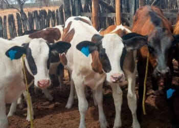 RETROSPECTIVA CONAFER: em 2024, mais de 140 mil bezerros nasceram no +Pecuária Brasil