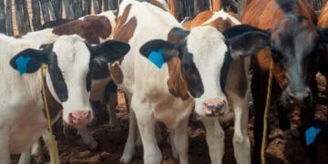 RETROSPECTIVA CONAFER: em 2024, mais de 140 mil bezerros nasceram no +Pecuária Brasil