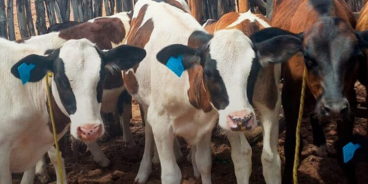 RETROSPECTIVA CONAFER: em 2024, mais de 140 mil bezerros nasceram no +Pecuária Brasil