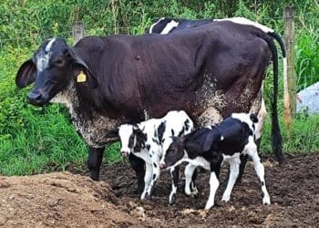 +PECUÁRIA BRASIL: bezerrômetro avança e atinge 150 mil nascimentos; bovinocultura do país comemora