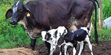 +PECUÁRIA BRASIL: bezerrômetro avança e atinge 150 mil nascimentos; bovinocultura do país comemora