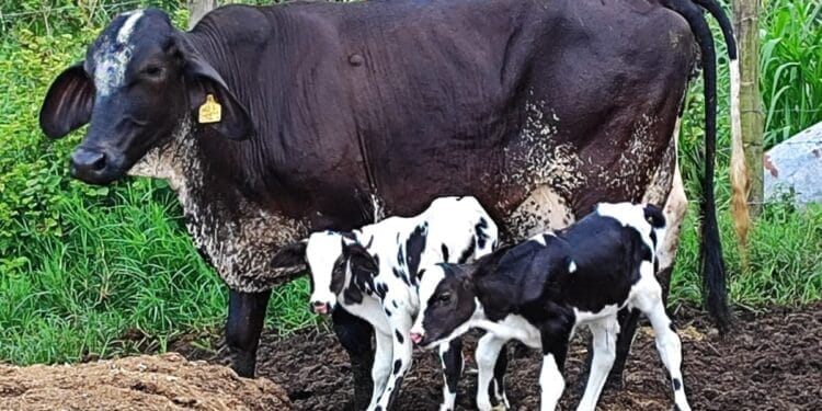 +PECUÁRIA BRASIL: bezerrômetro avança e atinge 150 mil nascimentos; bovinocultura do país comemora