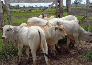 +PECUÁRIA BRASIL: programa é responsável pelo nascimento de 145 mil bezerros geneticamente melhorados no país 