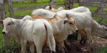 +PECUÁRIA BRASIL: programa é responsável pelo nascimento de 145 mil bezerros geneticamente melhorados no país 