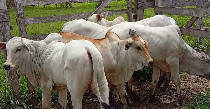 +PECUÁRIA BRASIL: programa é responsável pelo nascimento de 145 mil bezerros geneticamente melhorados no país 