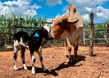 +PECUÁRIA BRASIL: pesquisa IBGE mostra tendência de alta no preço do leite pago aos produtores