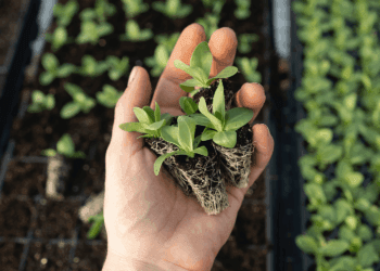 PRODUÇÃO VERDE: as tendências para o setor agrofamiliar no Brasil em 2025, rumo à COP 30