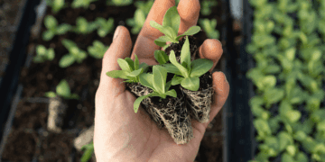 PRODUÇÃO VERDE: as tendências para o setor agrofamiliar no Brasil em 2025, rumo à COP 30