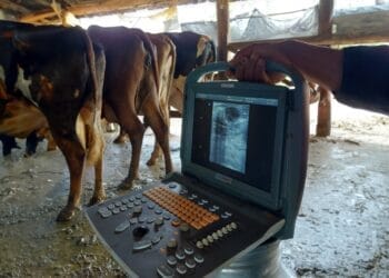 +PECUÁRIA BRASIL: com 170 mil nascimentos e R$ 500 milhões em ativos, programa entra na 2ª geração