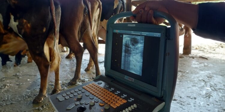 +PECUÁRIA BRASIL: com 170 mil nascimentos e R$ 500 milhões em ativos, programa entra na 2ª geração