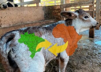 +PECUÁRIA BRASIL: programa chega ao 4º ano, supera 200 mil nascimentos e vira marca global