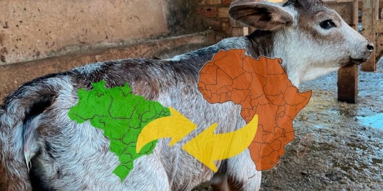 +PECUÁRIA BRASIL: programa chega ao 4º ano, supera 200 mil nascimentos e vira marca global