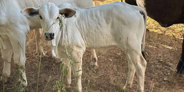 +PECUÁRIA BRASIL: com 210 mil bezerros nascidos, programa gera mais de 1,2 bilhão em ativos no campo e revoluciona a pecuária