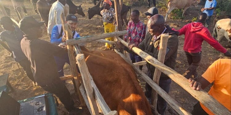 CONAFER QUÊNIA: 54% de taxa de prenhez em rebanho Kikuyu é sucesso de eficiência do programa +Pecuária África