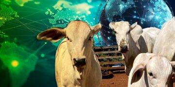 +PECUÁRIA ROTA DA SEDA: maior programa de melhoramento genético bovino do mundo se expande para 27 países da World Peasant Association