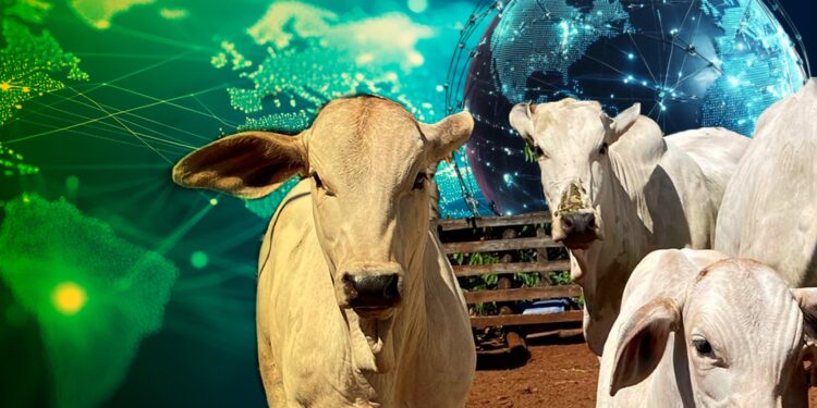 +PECUÁRIA ROTA DA SEDA: maior programa de melhoramento genético bovino do mundo se expande para 27 países da World Peasant Association