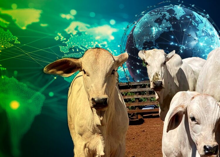 +PECUÁRIA ROTA DA SEDA: maior programa de melhoramento genético bovino do mundo se expande para 27 países da World Peasant Association