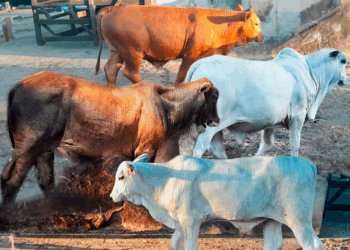 +PECUÁRIA BRASIL: com mais de 475 inseminações e 230 mil bezerros nascidos, maior programa do país gera R$ 1,5 bi e já é global