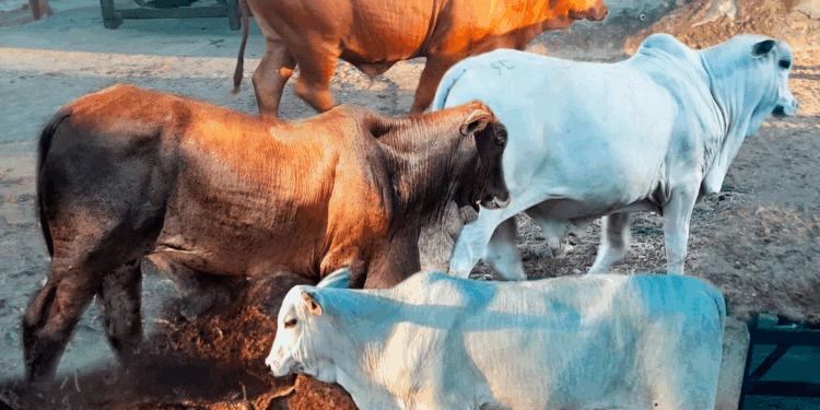 +PECUÁRIA BRASIL: com mais de 475 inseminações e 230 mil bezerros nascidos, maior programa do país gera R$ 1,5 bi e já é global