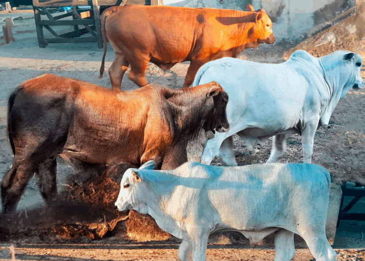 +PECUÁRIA BRASIL: com mais de 475 inseminações e 230 mil bezerros nascidos, maior programa do país gera R$ 1,5 bi e já é global