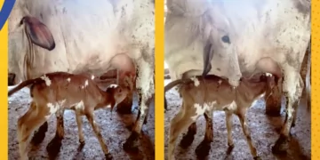 Na mineira Raul Soares, nascem os primeiros bezerros do maior programa de melhoramento genético do país