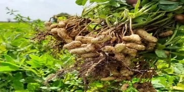 Cultivo de amendoim forrageiro é excelente alternativa para nutrição de bovinos