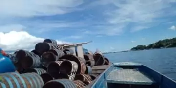 CONAFER AMAZONAS: indígenas produtores de piaçaba se associam à Confederação; vassouras impulsionam a economia de Barcelos