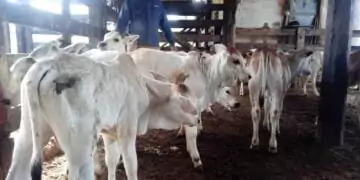 2022 se encerra com milhares de bezerros nascendo por todo o país; CONAFER lidera a revolução genética