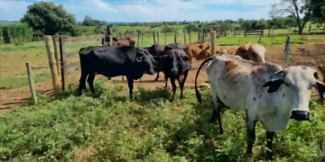+PECUÁRIA DF: 80 propriedades estão selecionadas; inseminações começaram em Barra Alta, Núcleo Tabatinga
