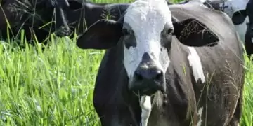 DECLARAÇÃO DE VACINA: Pecuaristas Têm Até 12 De Junho Para Comprovar Imunização E Atualizar Cadastros Dos Rebanhos Do DF