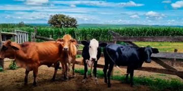 Sistema Lavoura-Pecuária Retém Três Vezes Mais O Carbono, Diz Estudo Da Embrapa
