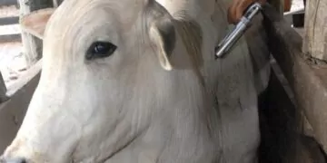 Vacinação Contra Aftosa Começa 1º De Maio Para 73 Milhões De Bovinos E Bubalinos