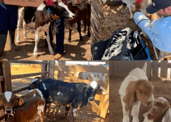 DIA DA PECUÁRIA: com duas revoluções no campo, CONAFER tem muito o que comemorar