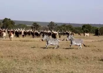 CONAFER GLOBAL: entidade visita África e organiza expansão do +Pecuária no Quênia