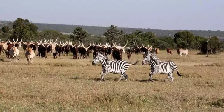 CONAFER GLOBAL: entidade visita África e organiza expansão do +Pecuária no Quênia