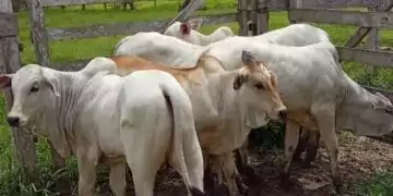 +PECUÁRIA BRASIL: programa é responsável pelo nascimento de 145 mil bezerros geneticamente melhorados no país 