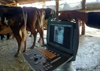 +PECUÁRIA BRASIL: com 170 mil nascimentos e R$ 500 milhões em ativos, programa entra na 2ª geração