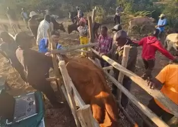 CONAFER QUÊNIA: 54% de taxa de prenhez em rebanho Kikuyu é sucesso de eficiência do programa +Pecuária África